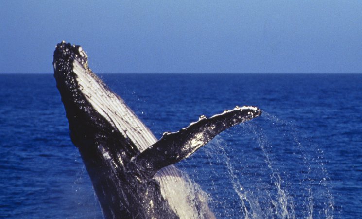 ballena azul saltando en el oceano