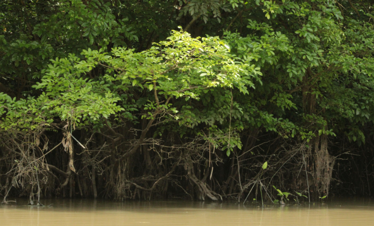 manglar simbolizando las luchas ambientales por la ecosistemas costeros